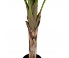 Arbre palmier banane LINNEA